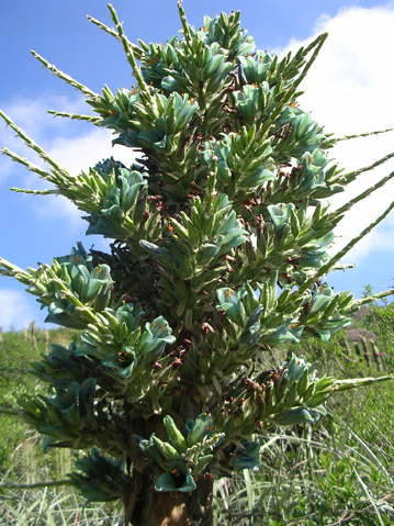 puya berteroniana